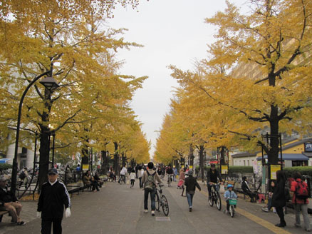 光が丘公園の銀杏並木