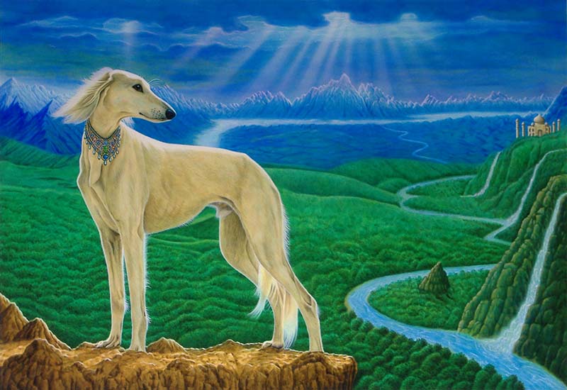 犬　サルーキ　天国